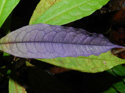 Image of Vochysia allenii Standl. & L. O. Williams