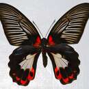 Image of Papilio rumanzovia Eschscholtz 1821