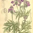 Aconitum gymnandrum Maxim. resmi