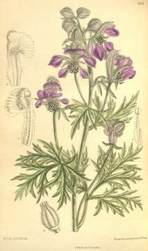 Image of Aconitum gymnandrum Maxim.