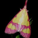 Imagem de Choristostigma roseopennalis Hulst 1886