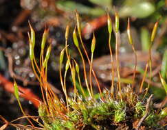 Image of tortula moss