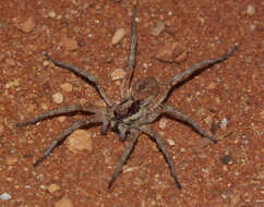 Image of wolf spiders