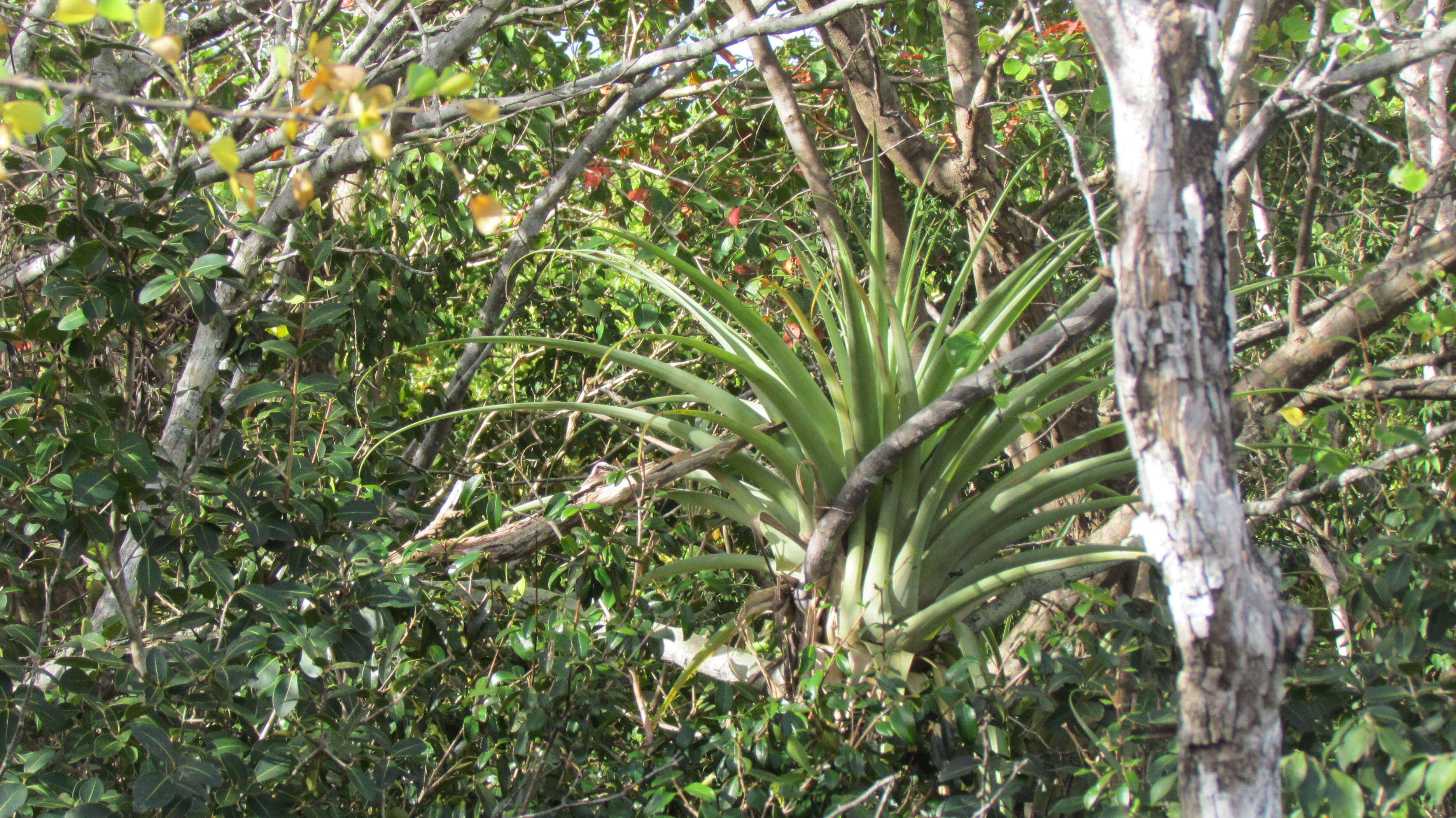 Image of spreading airplant