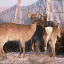 Image of Cervus nippon yakushimae Kuroda & Okada 1950