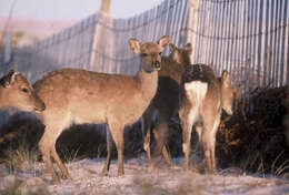 Слика од Cervus nippon yakushimae Kuroda & Okada 1950