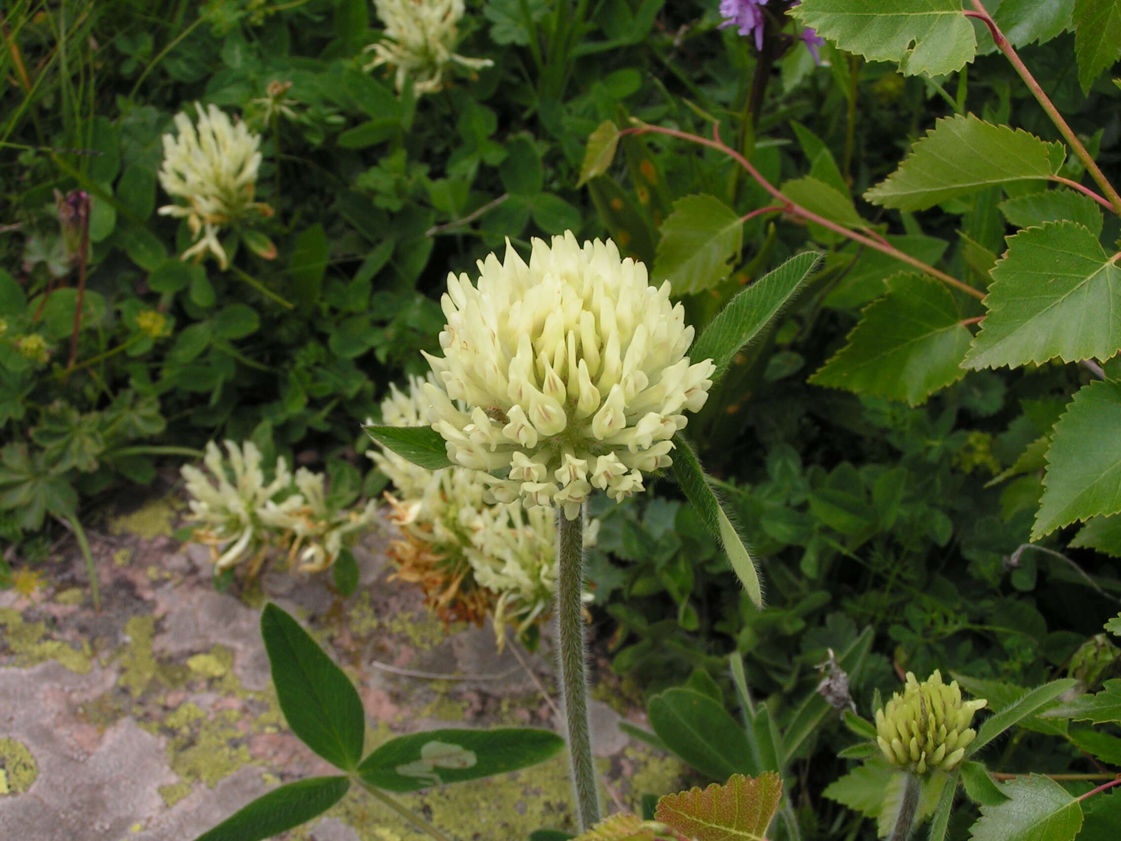 صورة Trifolium montanum L.