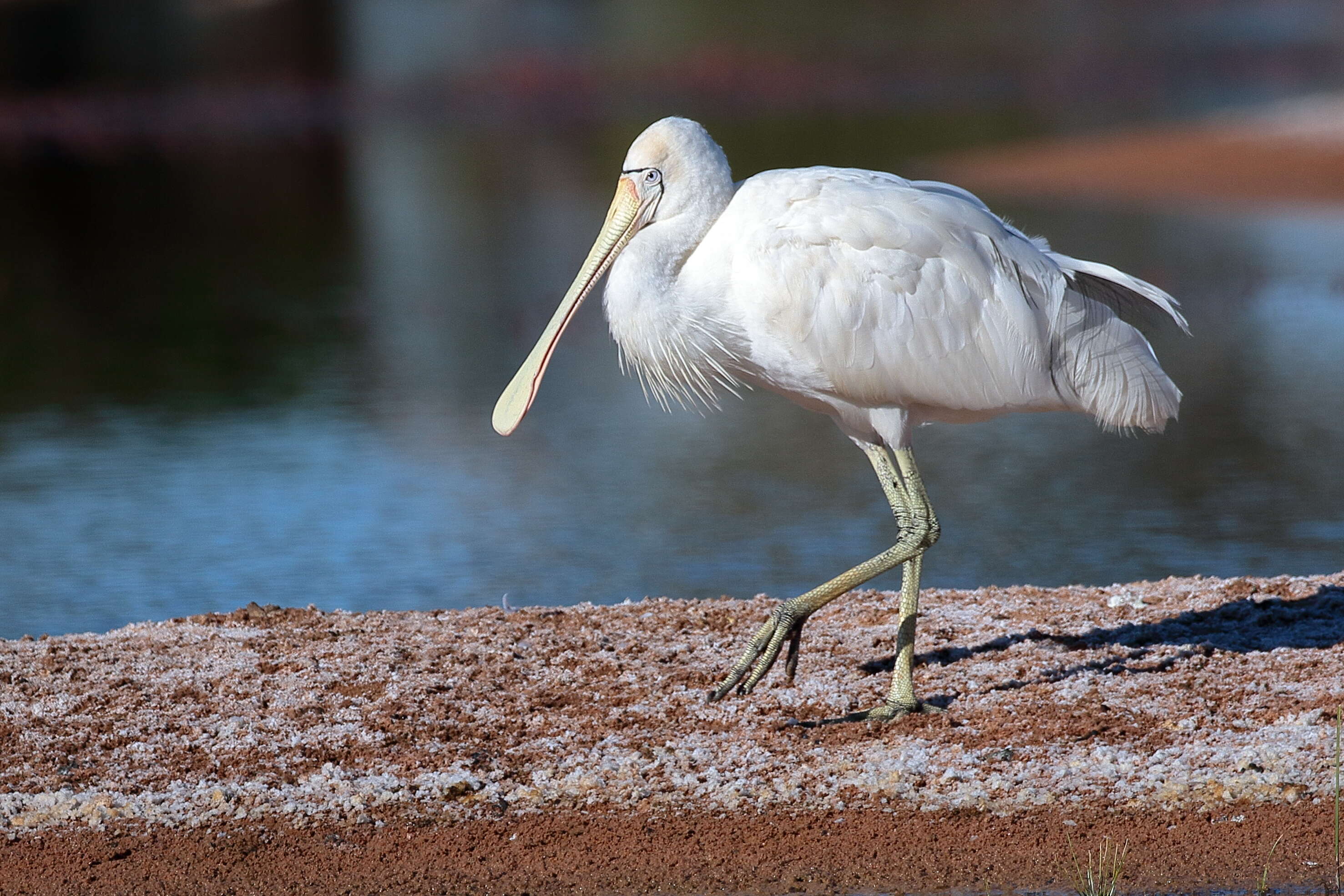 Image of Yellow-billed Spoonbill