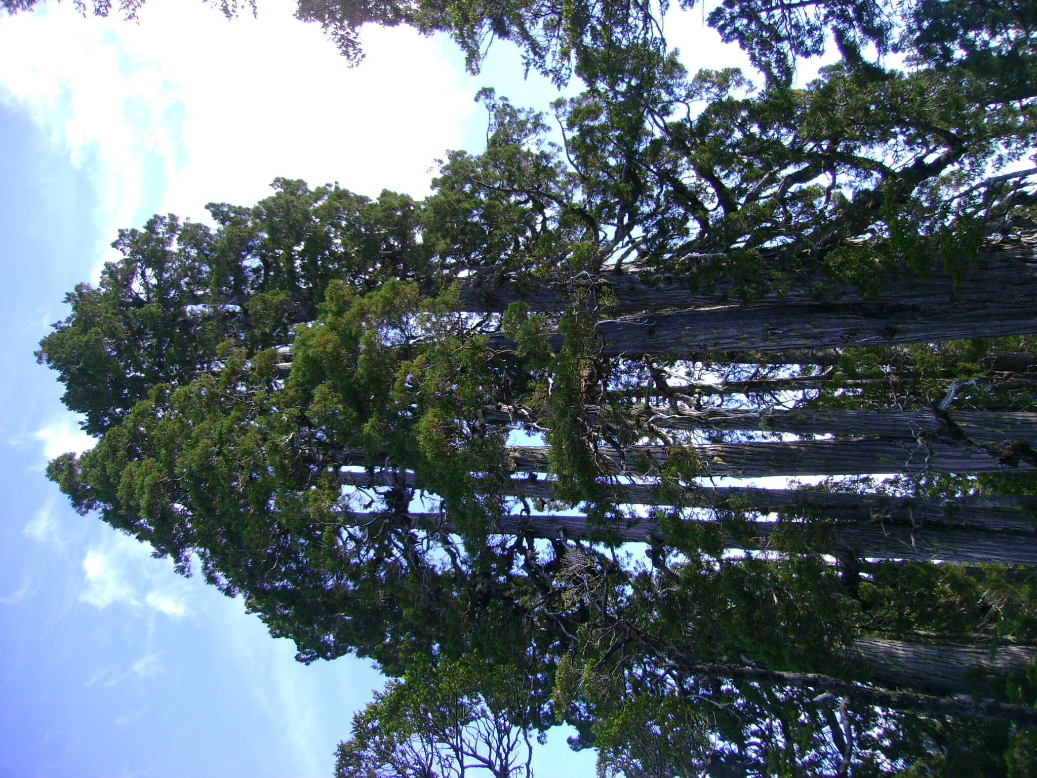 Sivun Patagoniansypressit kuva
