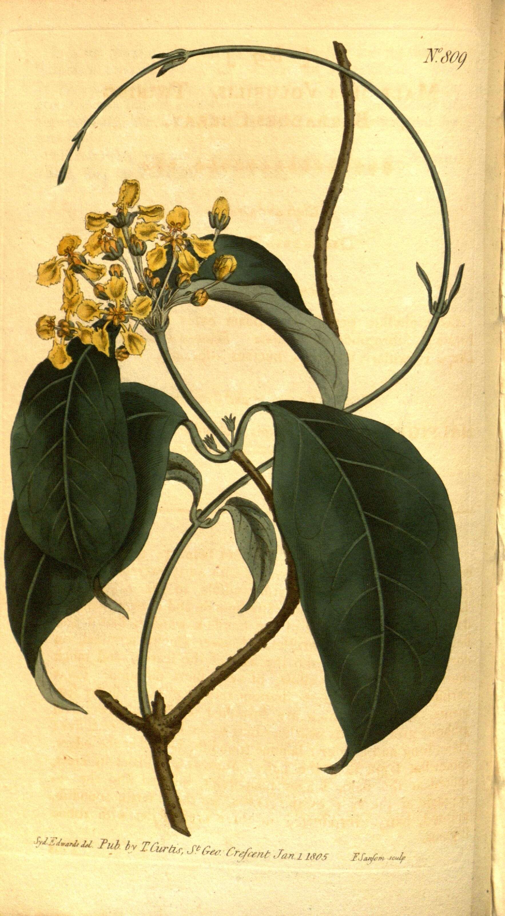 Imagem de Carolus sinemariensis (Aubl.) W. R. Anderson