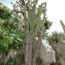 Image de Cereus hildmannianus subsp. uruguayanus (F. Ritter ex R. Kiesling) N. P. Taylor