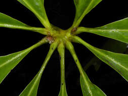 Image of Anthurium clavigerum Poepp.