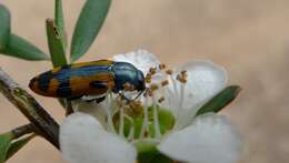 Imagem de Castiarina scalaris (Boisduval 1835)