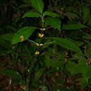 Image of Besleria insolita C. V. Morton