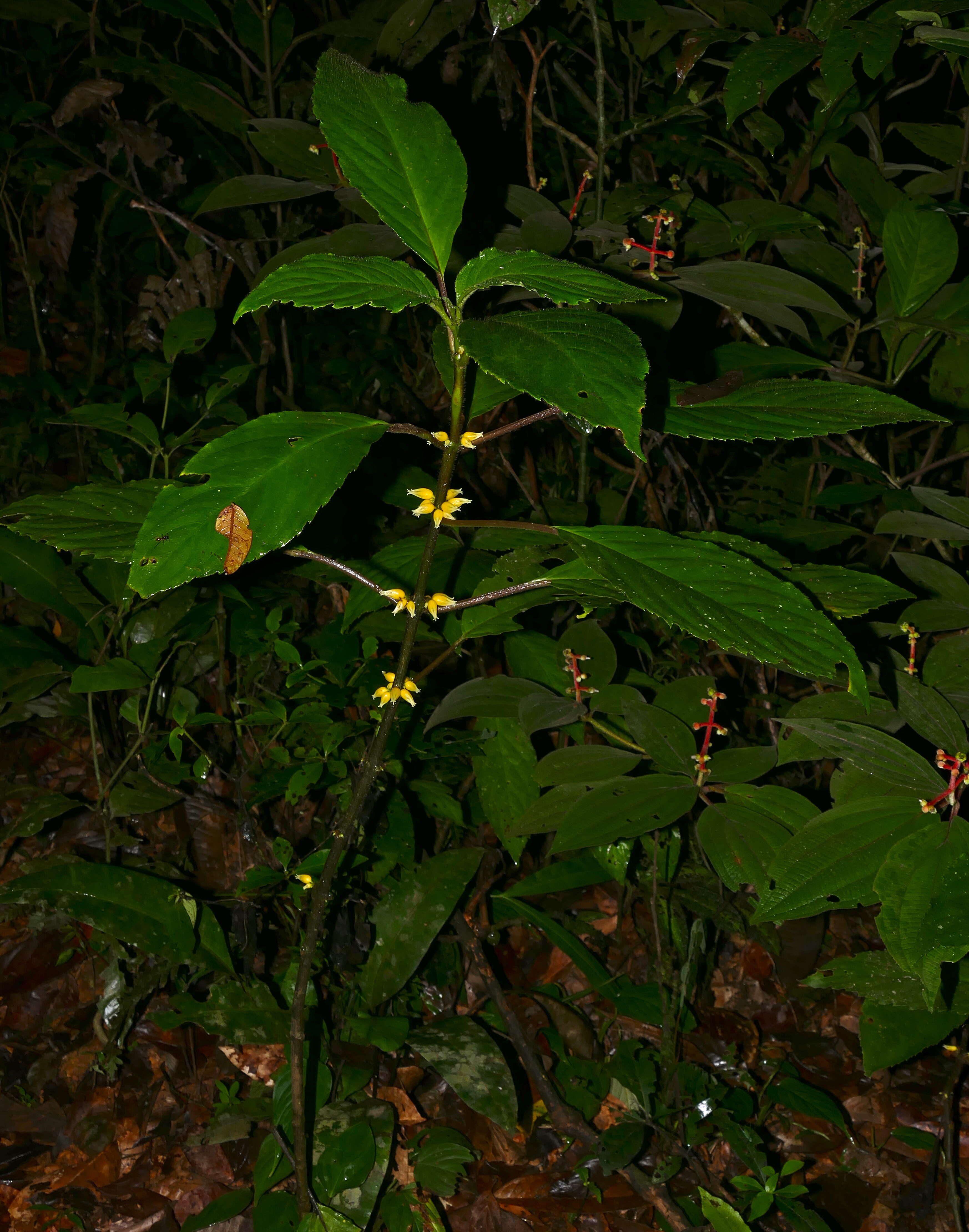 Image of Besleria insolita C. V. Morton