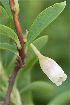 Image of Vaccinium uliginosum subsp. microphyllum Lange