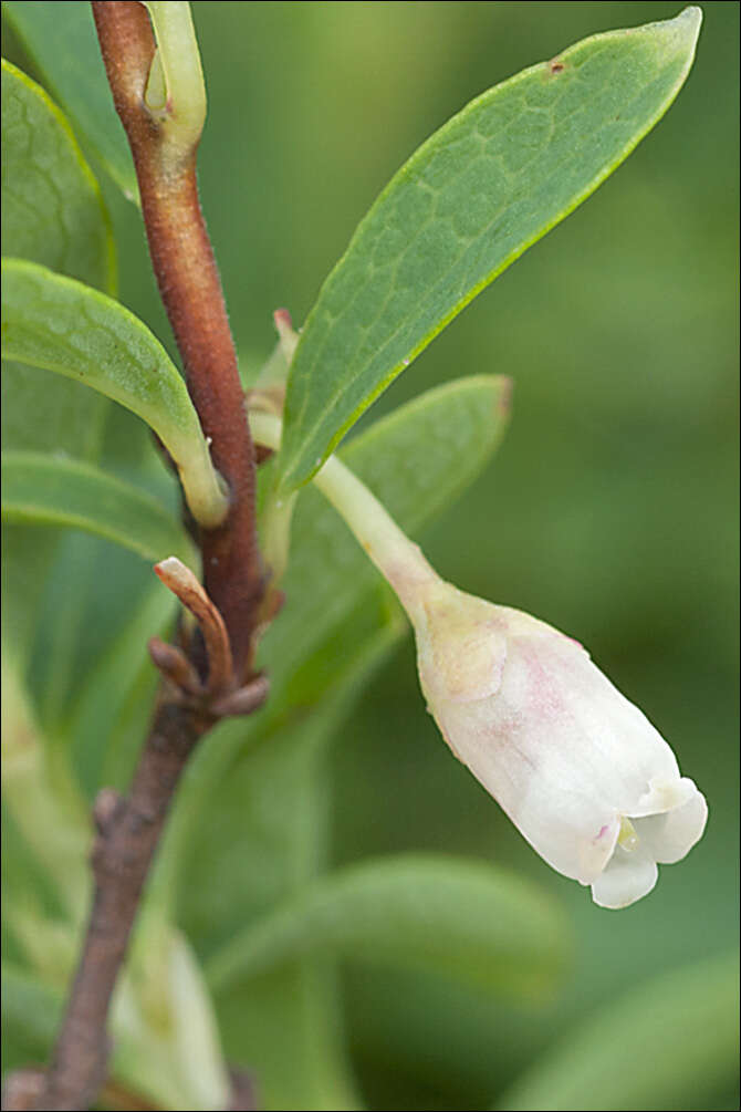 Imagem de Vaccinium uliginosum subsp. microphyllum Lange