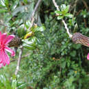 Image of Mutisia grandiflora Humb. & Bonpl.