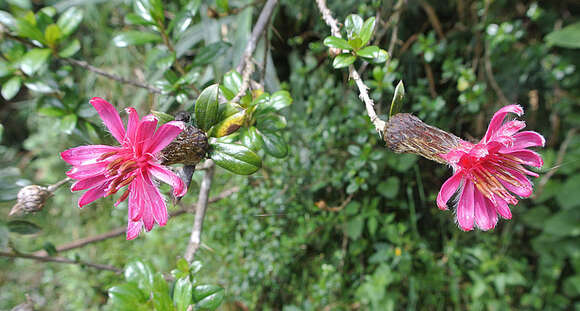 Image de Mutisia grandiflora Humb. & Bonpl.