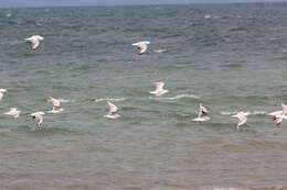 Image of Hooded gulls