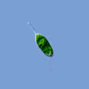 Image of Eutreptia viridis