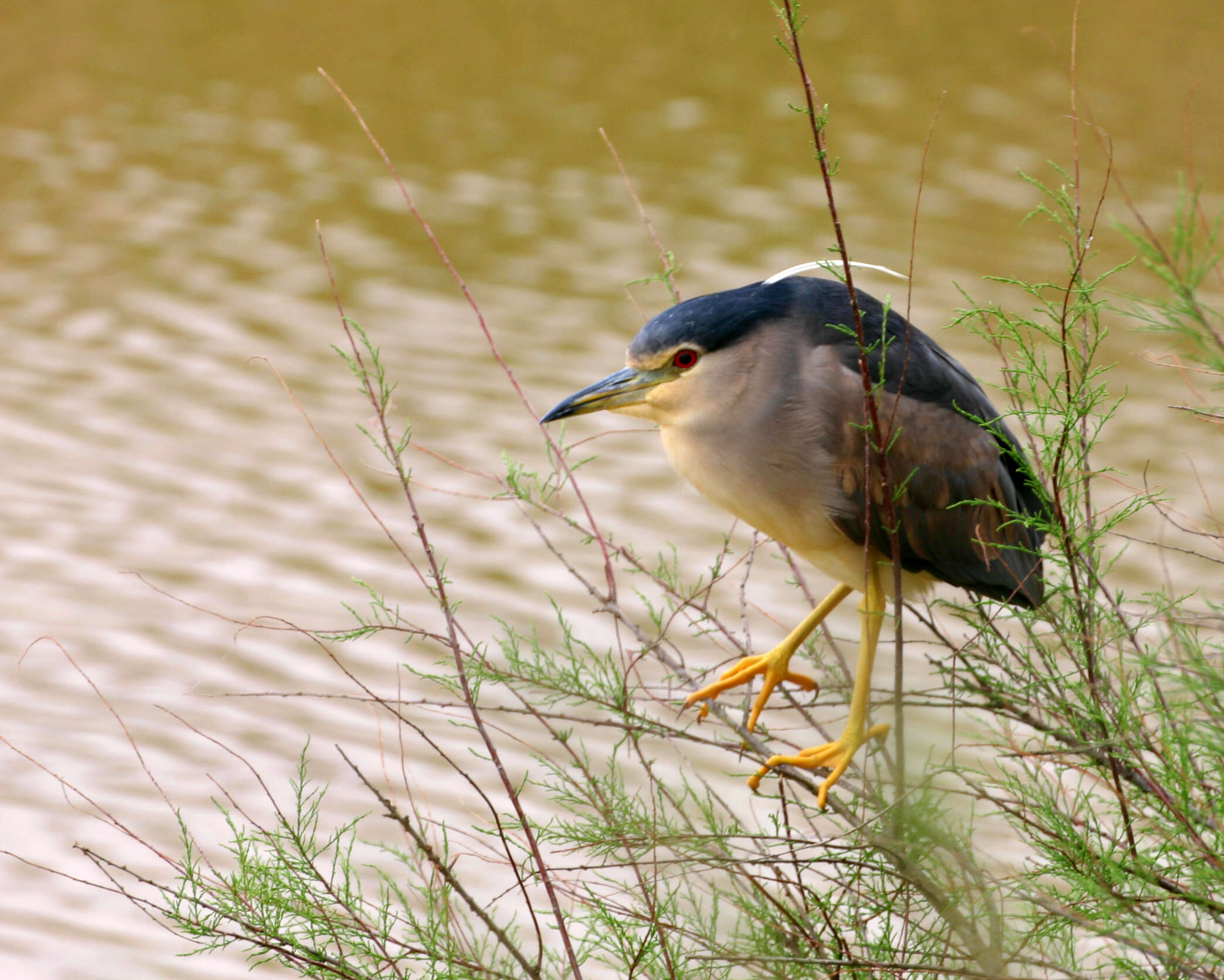 Image of Night Herons