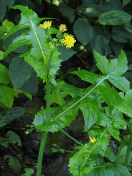 Plancia ëd Sonchus oleraceus L.