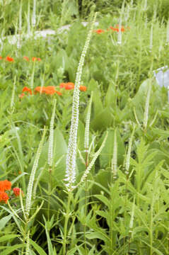 Image de Veronicastrum virginicum (L.) Farw.