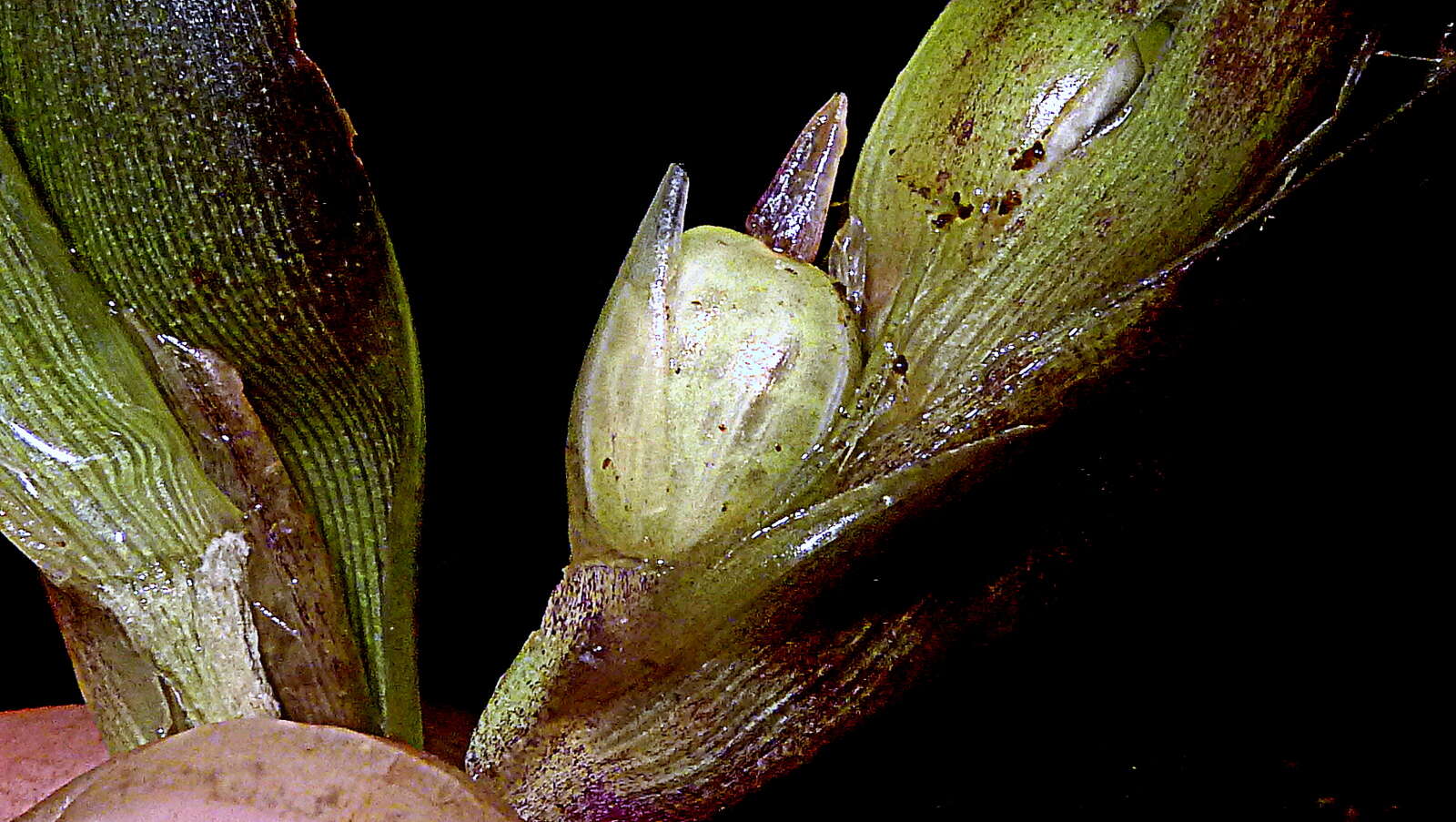 Image de Goeppertia brasiliensis (Körn.) Borchs. & S. Suárez