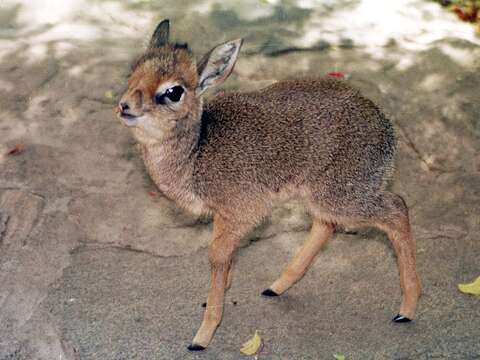 Image of Kirk's Dik-dik