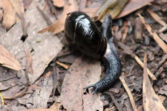 Image of Victaphanta compacta (Cox & Hedley 1912)