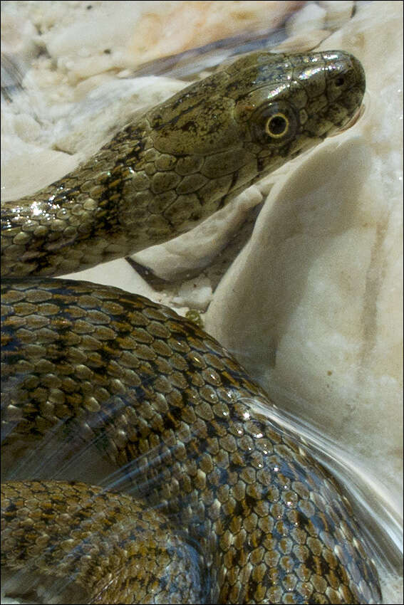 Image of Grass snakes