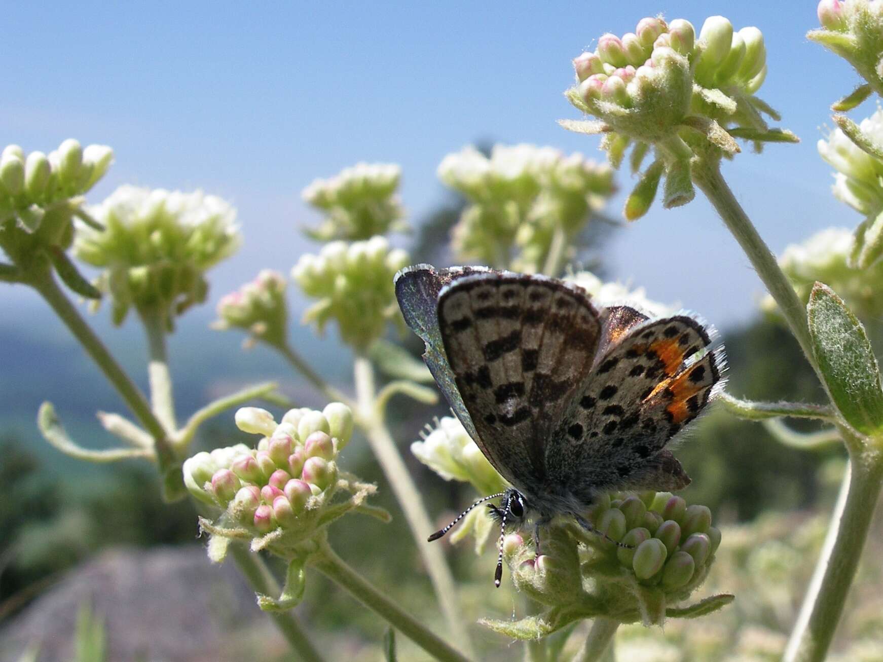 Image of Euphilotes