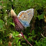 Image of Polyommatus