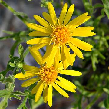 Image of goldenaster