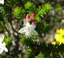 Image of Calytrix