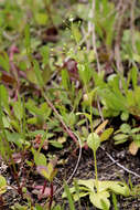 Image of seaside brookweed