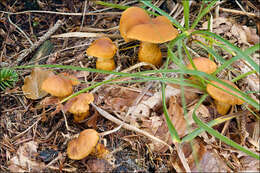 Image of Cortinarius callisteus (Fr.) Fr. 1838