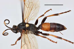 Image of Ichneumon hypolius Thomson 1888