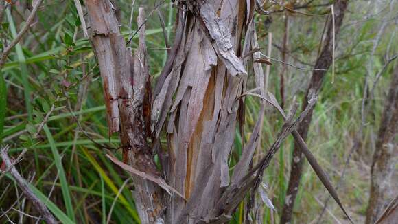 Imagem de Leptospermum scoparium Forst.