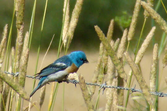 Image of Lazuli Bunting