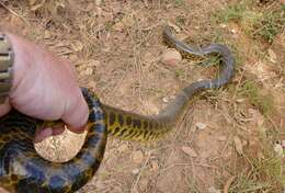 Image of Yellow anaconda