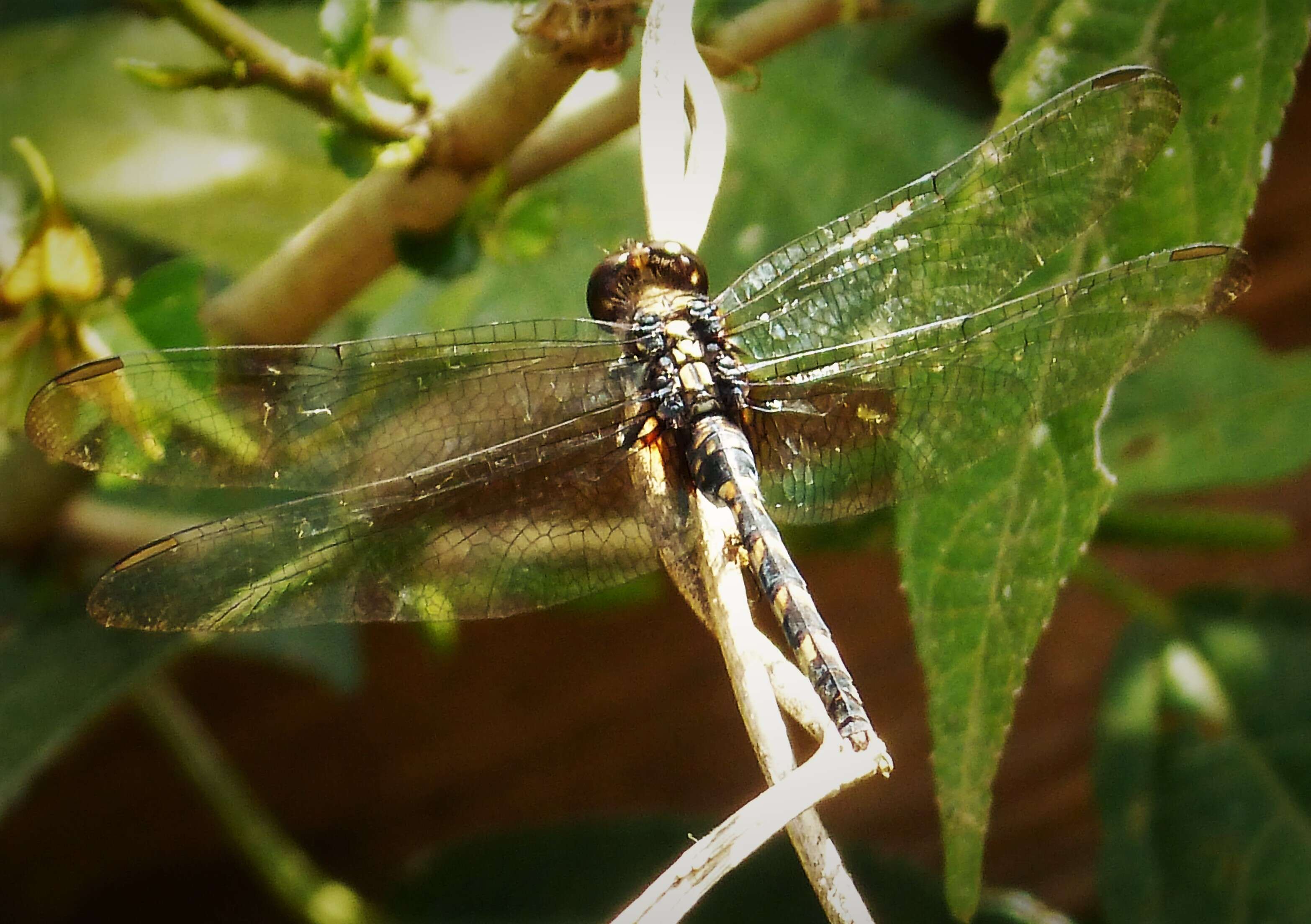 Image de Erythemis Hagen 1861