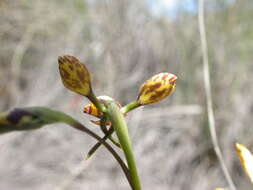 Image de Diuris semilunulata Messmer