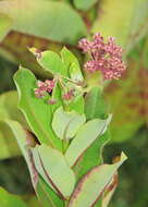 Image of milkweed