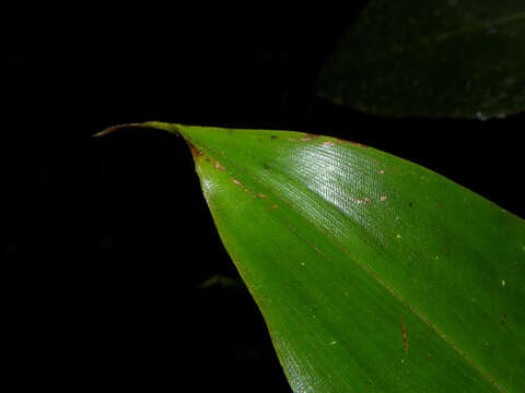 Image of Costus laevis Ruiz & Pav.