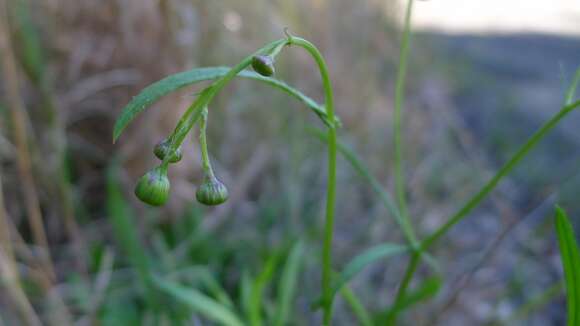 Image of Madagascar ragwort