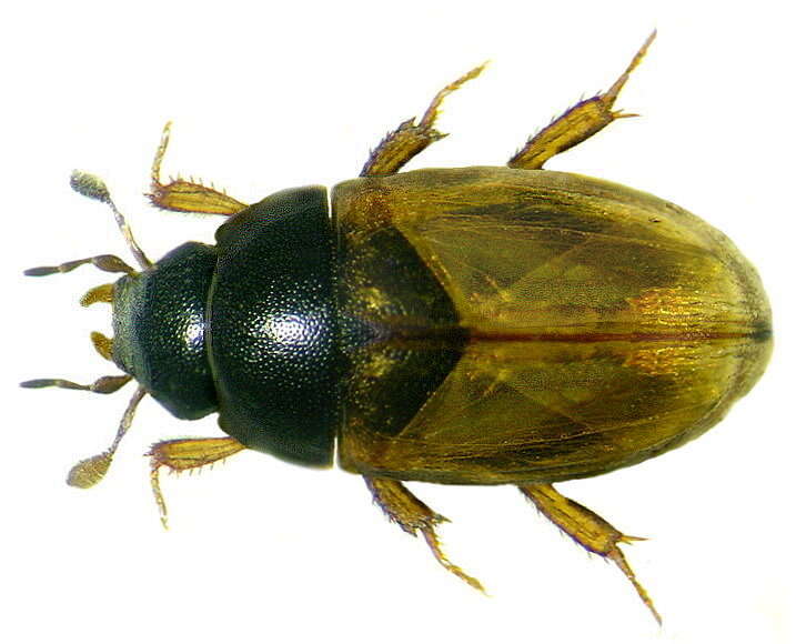 Image of Water scavenger beetle