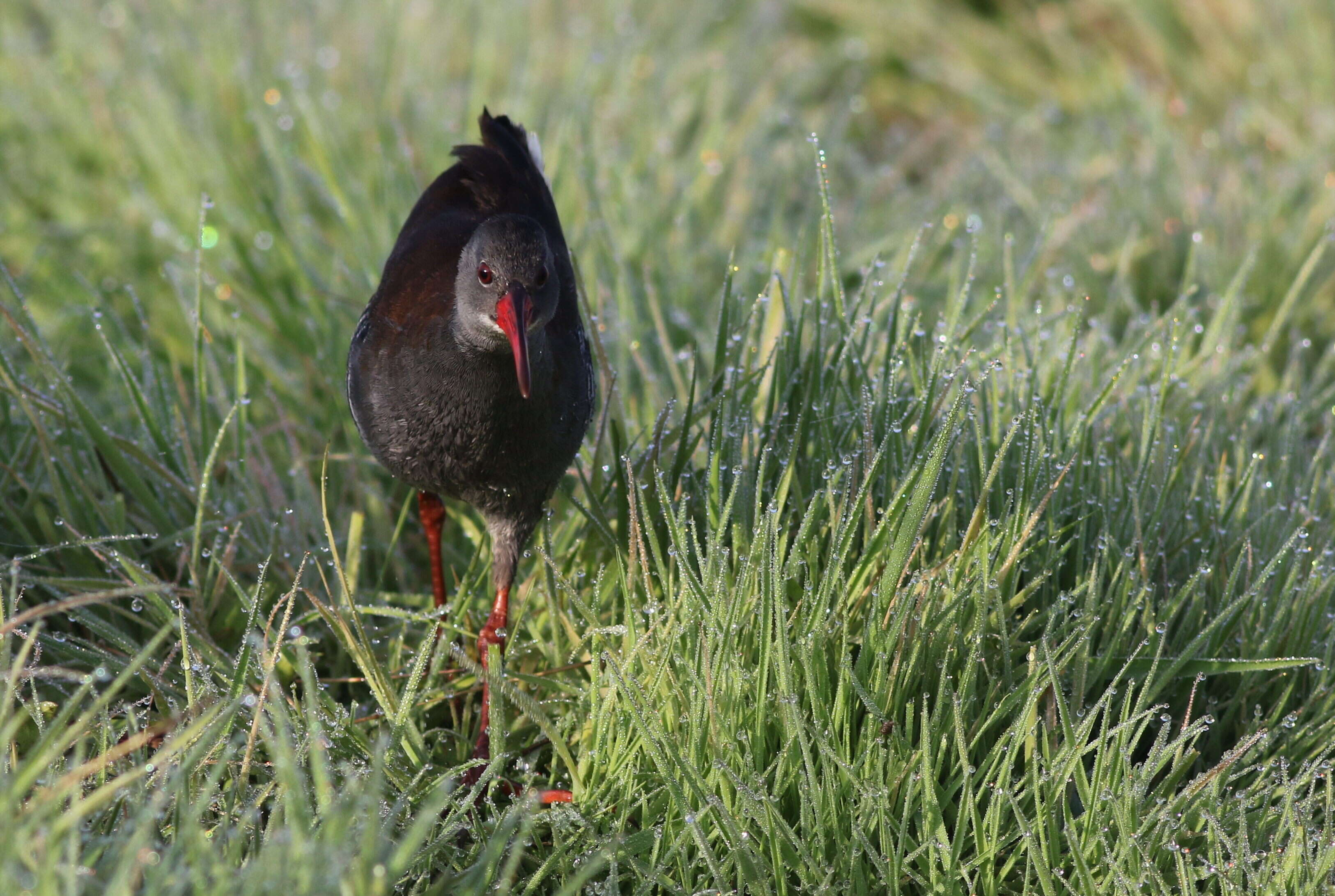 Image of African Rail