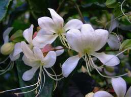 Sivun Clerodendrum laevifolium Blume kuva